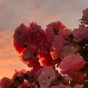 Meet your Posher, Emely